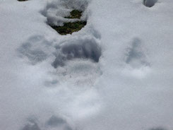 Huella de osos pardo en la nieve en la Cordillera Cantábricas