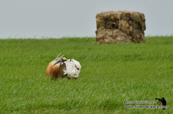 Wildlife photo hide for great bustards 