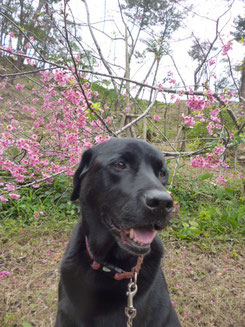 桜と愛犬「花」