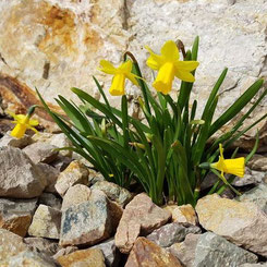 Cyclamineus-Narzisse 'Tete-a-Tete' im Steingarten