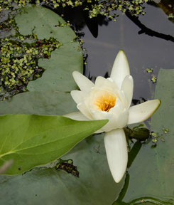 Water Lilies were in Full Bloom at the Pond