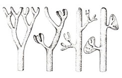 図 1  葉の起源 (戸部  博著　植物の自然史より)