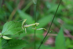 ハラビロカマキリの幼虫