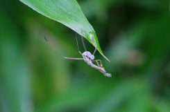 カマキリの抜殻