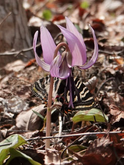 写真９.カタクリで吸蜜するギフチョウ（大和葛城山）