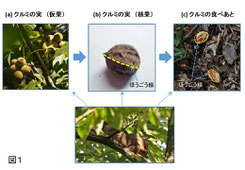 図１.　リスがクルミの実を食べる手順