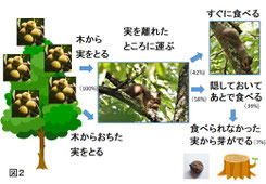 図２.　クルミとリスのつながり