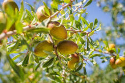 Argania Spinosa