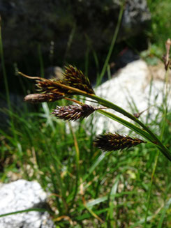 Carex frigida, Pyrénées centrales (photo Ugo)