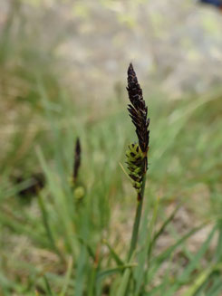 Carex nigra, Pyrénées centrales (photo Ugo)