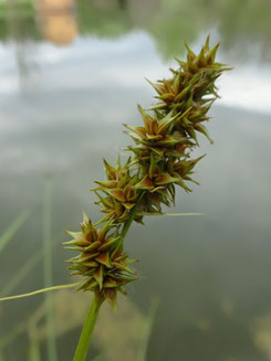 Carex otrubae, Vallée de l'Ornain (photo Ugo)