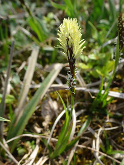 Carex montana, piémont alsacien (photo Ugo)