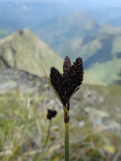 Carex atrata, Pyrénées centrales (photo Ugo)