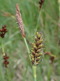 Carex hostiana, Sud de la Meuse (photo Ugo)