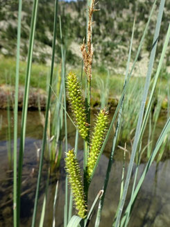 Carex rostrata, Val d'Aran (photo Ugo)