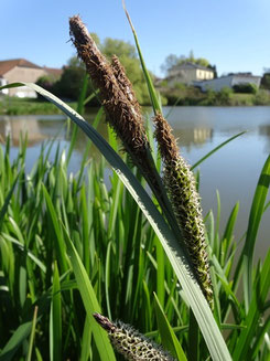 Carex riparia, Pays des Etangs (photo Ugo)