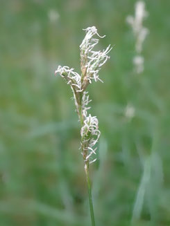 Carex brizoides, Vosges centrales (photo Ugo)