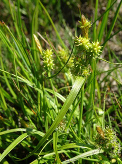 Carex viridula, Massif des Vosges (photo Ugo)