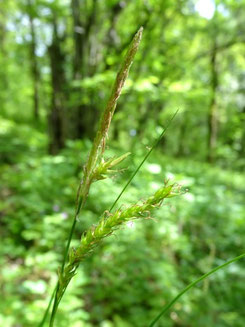 Carex sylvatica, Forêt du Barrois (photo Ugo)