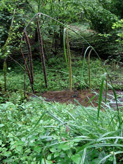 Carex pendula, Massif des Vosges (photo Ugo)