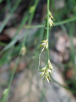 Carex remota, Haute-Garonne (photo Ugo)
