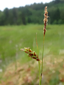 Carex limosa, Massif des Vosges (photo Ugo)