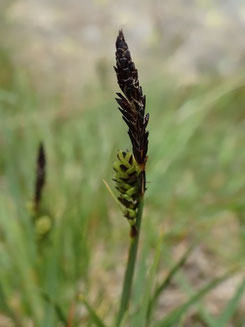 Carex nigra, Pyrénées centrales (photo Ugo)