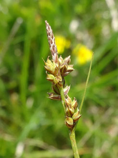 Carex pilulifera, Hautes-Vosges (Photo Ugo)