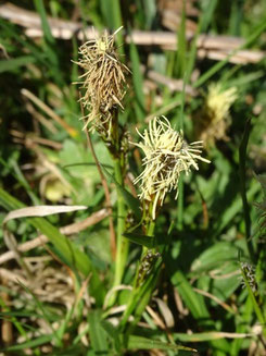 Carex halleriana, Ariège (photo Ugo)