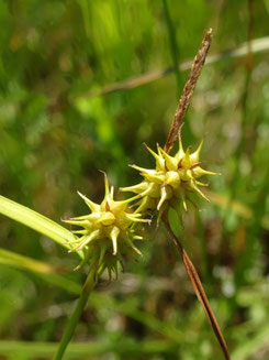 Carex flava, Bade-Wurtemberg (photo Ugo)