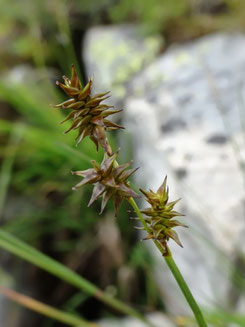 Carex echinata, Haute-Garonne (photo Ugo)