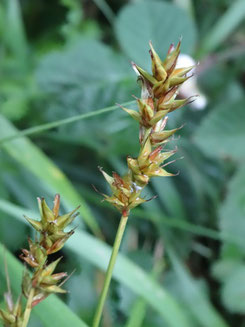 Carex pairae, Plateau du Barrois (photo Ugo)