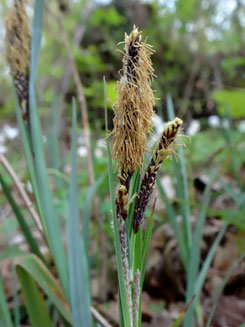 Carex flacca, piémont alsacien (photo Ugo)