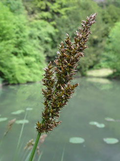 Carex paniculata, Kaiserstuhl (photo Ugo)