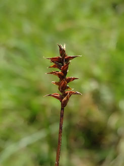 Carex davalliana, Luchonnais (photo Ugo)