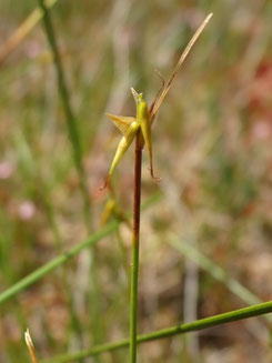 Carex pauciflora, Vosges (photo Ugo)