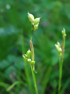 Carex alba, Côtes de Meuse (photo Ugo)