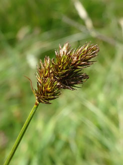 Carex leporina, Haute-Garonne (photo Ugo)