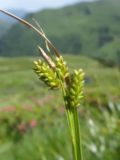 Carex pallescens, Haute-Garonne (photo Ugo)