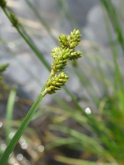 Carex canescens, Vosges (photo Ugo)