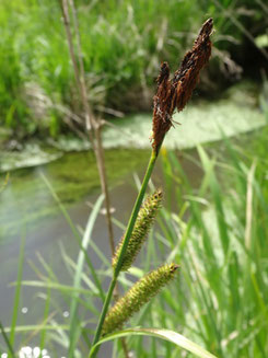 Carex acutiformis, Meuse (photo Ugo)