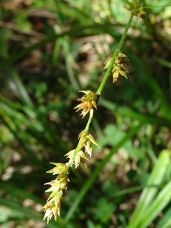 Carex divulsa, Haute Garonne (photo Ugo)
