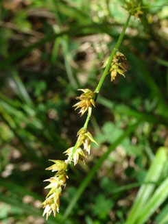 Carex divulsa, Haute-Garonne (photo Ugo)