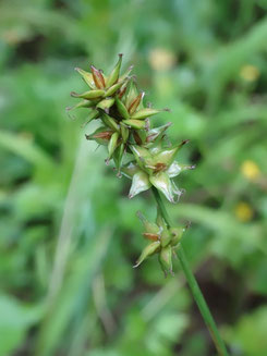 Carex spicata, Haute-Marne (photo Ugo)