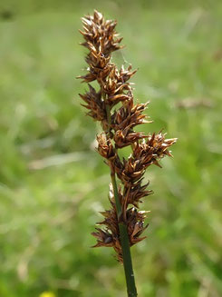 Carex vulpina, Haute-Garonne (photo Ugo)