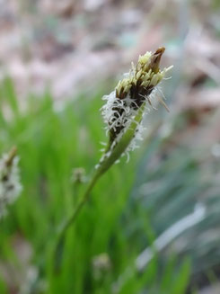 Carex umbrosa, Forêt de Parroy (photo Ugo)