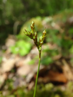Carex ornithopoda, Alsace (photo Ugo)