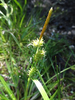 Carex lepidocarpa, Meuse (photo Ugo)