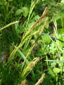 Carex strigosa, Pays des Etangs (Photo Ugo)