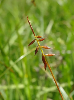 Carex pulicaris, Luchonnais (photo Ugo)